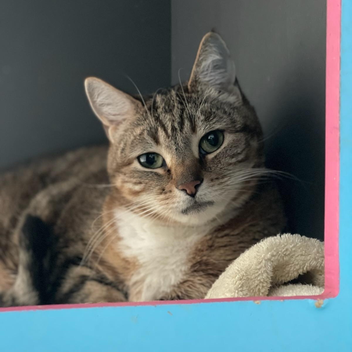 Enlarge Aries, a ADOPTABLE Domestic Short Hair in Medfield, MA image 1/4