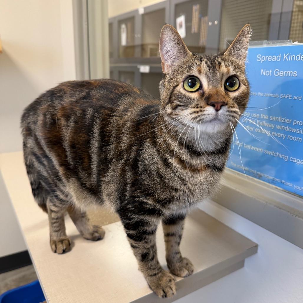 Enlarge Sassy, a Adoptable Domestic Short Hair in Cody, WY image 1/3