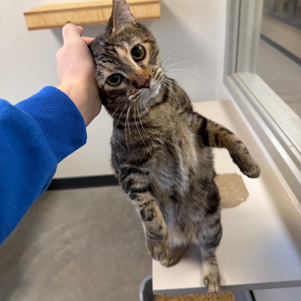 Enlarge Sassy, a Adoptable Domestic Short Hair in Cody, WY image 2/3