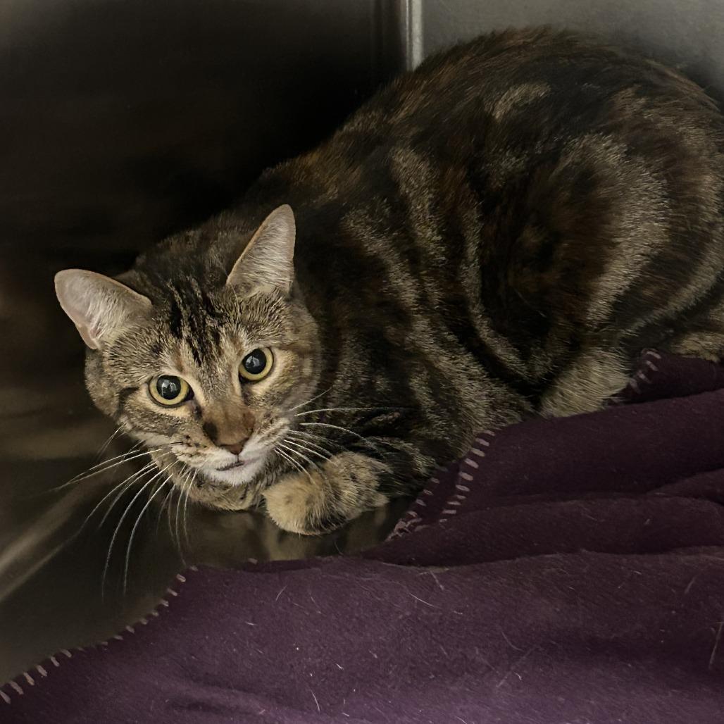 Enlarge Sassy, a Adoptable Domestic Short Hair in Cody, WY image 3/3