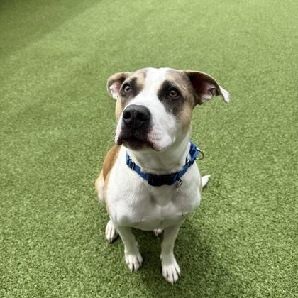Max, Adoptable, Adult Male Mixed Breed & Mixed Breed.