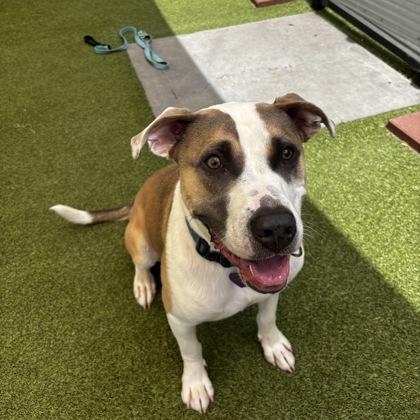 Enlarge Max, a Adoptable mixed breed in Merriam, KS image 1/3
