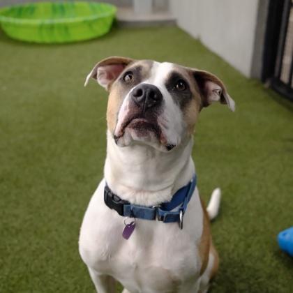 Enlarge Max, a Adoptable mixed breed in Merriam, KS image 2/3
