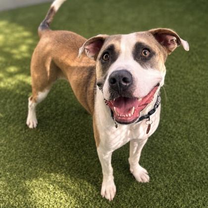 Enlarge Max, a Adoptable mixed breed in Merriam, KS image 2/3