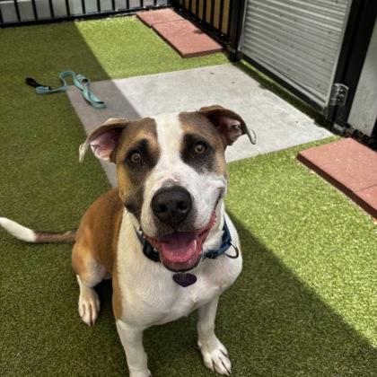 Enlarge Max, a Adoptable mixed breed in Merriam, KS image 3/3