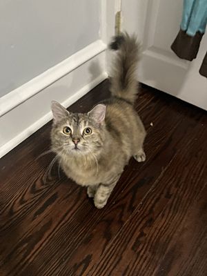 Enlarge Mimi, a Adoptable Domestic Medium Hair in Claymont, DE image 1/4