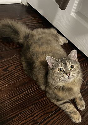 Enlarge Mimi, a Adoptable Domestic Medium Hair in Claymont, DE image 3/4