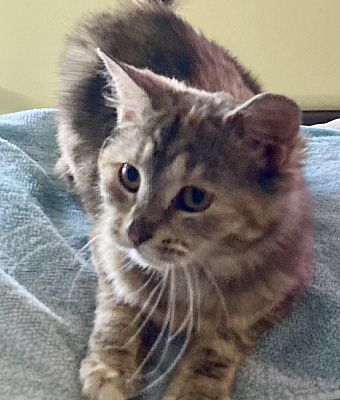 Enlarge Mimi, a Adoptable Domestic Medium Hair in Claymont, DE image 4/4