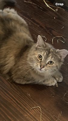 Enlarge Mimi, a Adoptable Domestic Medium Hair in Claymont, DE image 2/4