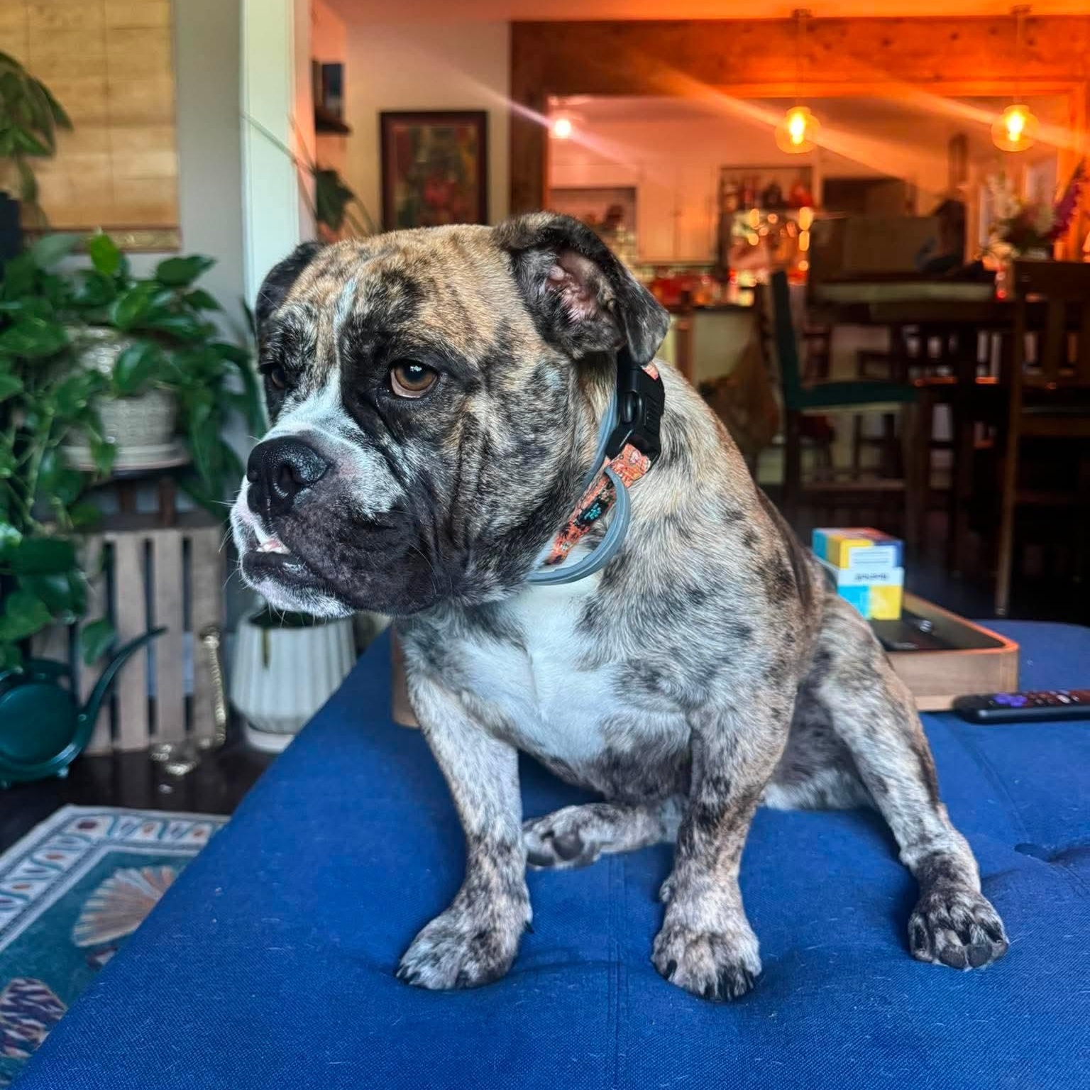 Laney, an adopted English Bulldog in Baytown, TX image 2/6