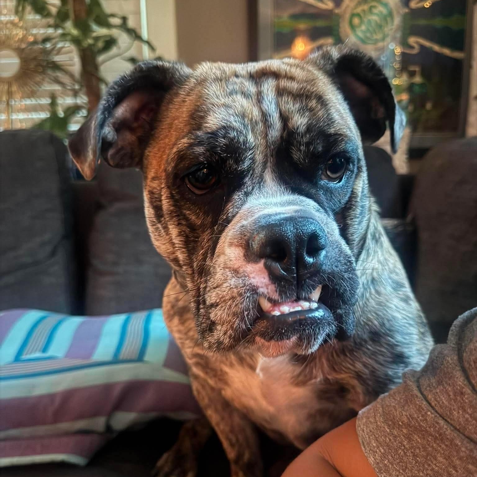 Laney, an adopted English Bulldog in Baytown, TX image 1/6