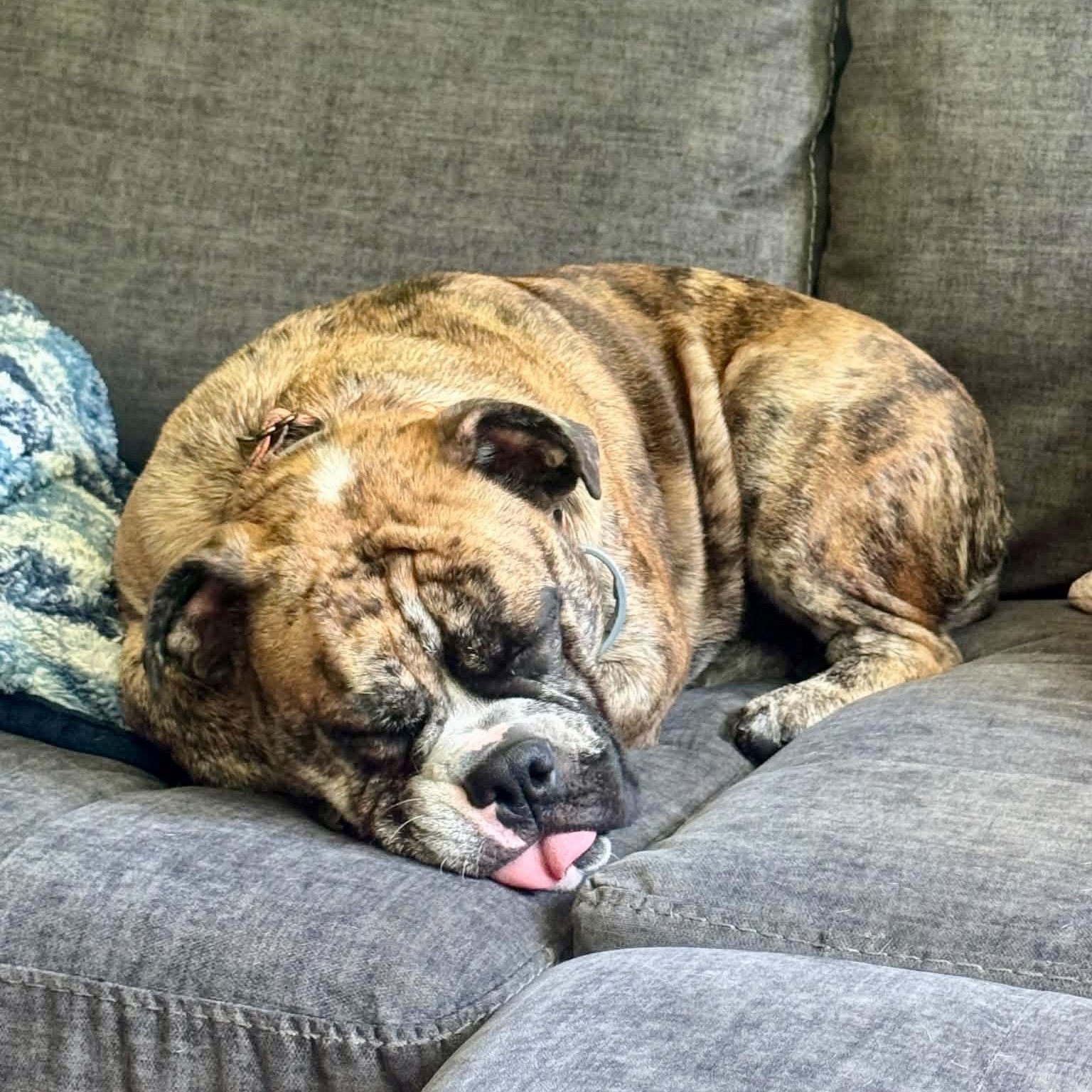 Laney, an adopted English Bulldog in Baytown, TX image 3/6