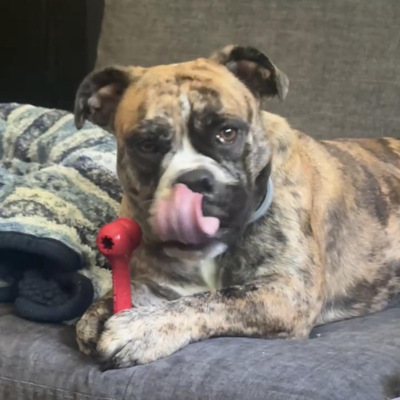 Laney, an adopted English Bulldog in Baytown, TX image 4/6