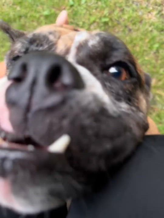 Enlarge Laney, an adopted English Bulldog in Baytown, TX video 6/6