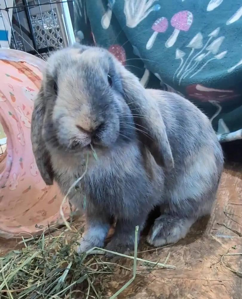 Paulie "Walnuts", Adoptable, Adult Male Lop Eared.