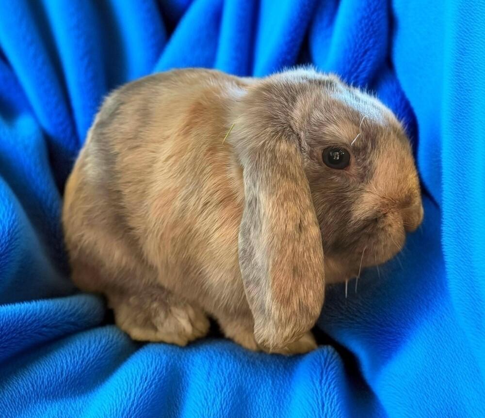 Enlarge Paulie "Walnuts", a Adoptable Lop Eared in Dallas, PA image 2/2
