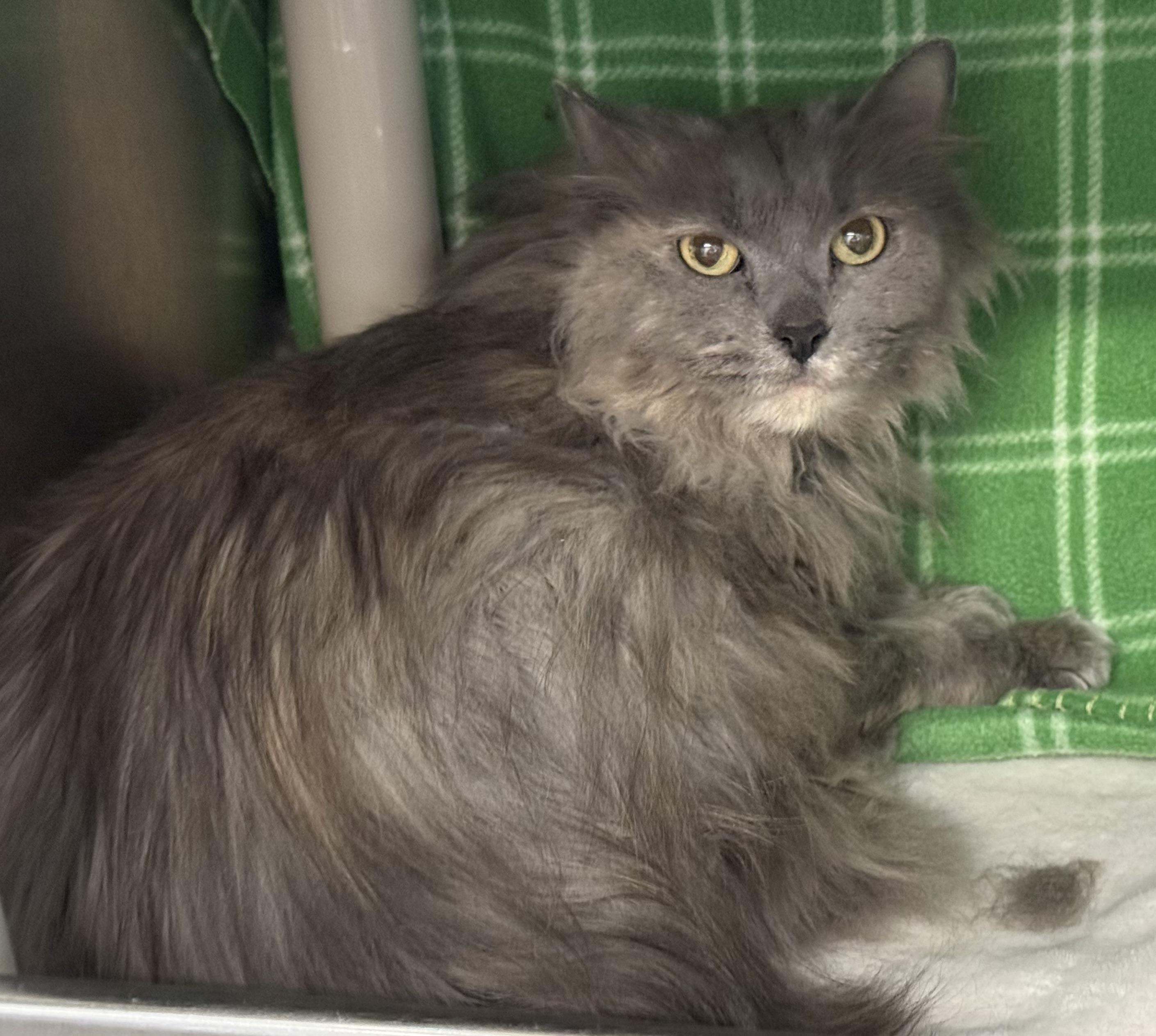 Enlarge Betsy, an adopted Domestic Long Hair in Amery, WI image 1/1