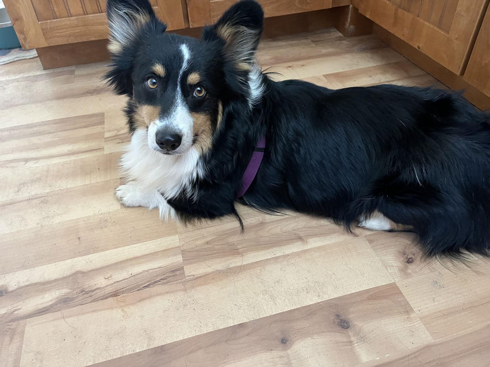 Enlarge Oreo, a Adoptable Corgi in Denver, CO image 1/3