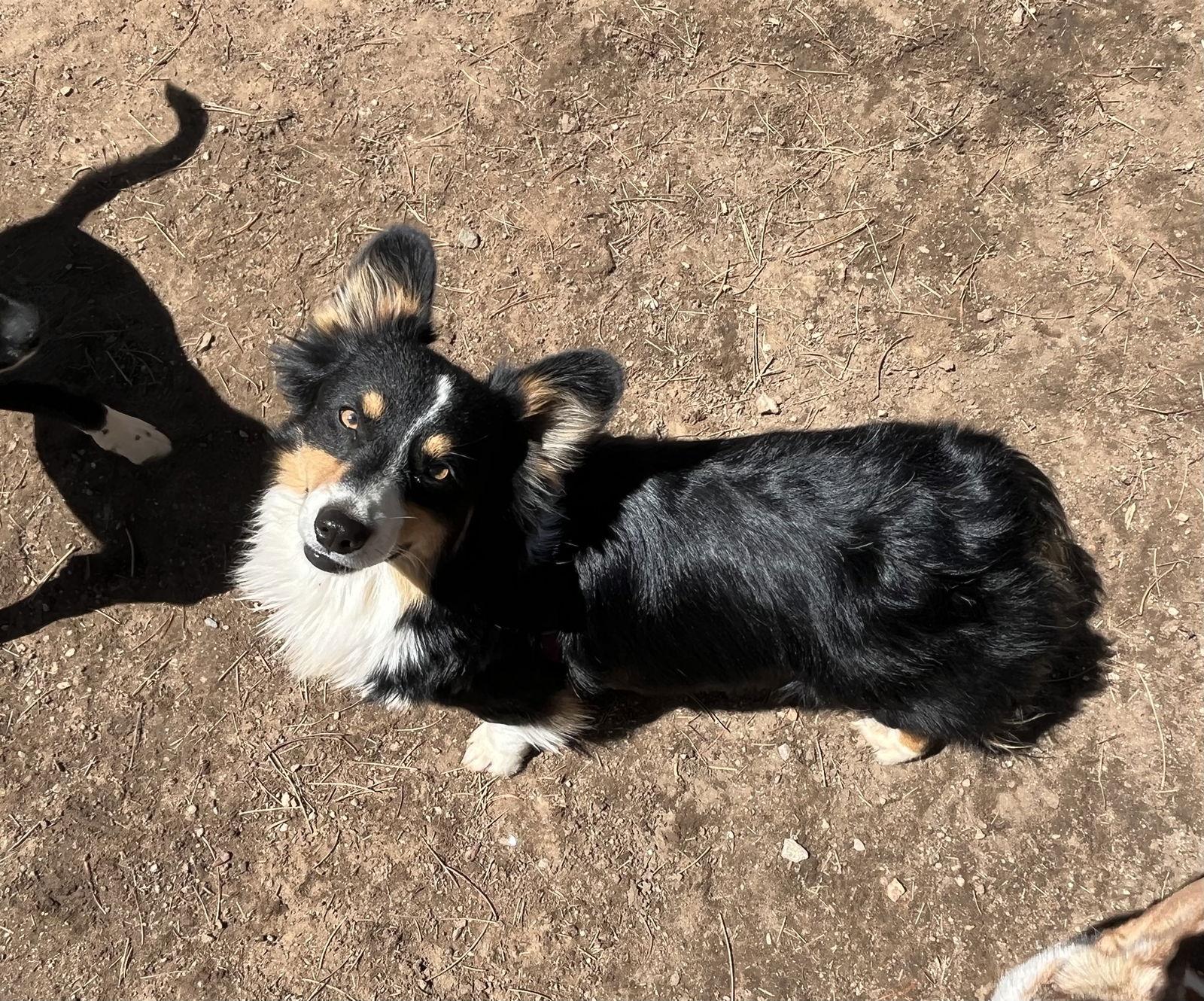 Enlarge Oreo, a Adoptable Corgi in Denver, CO image 2/3