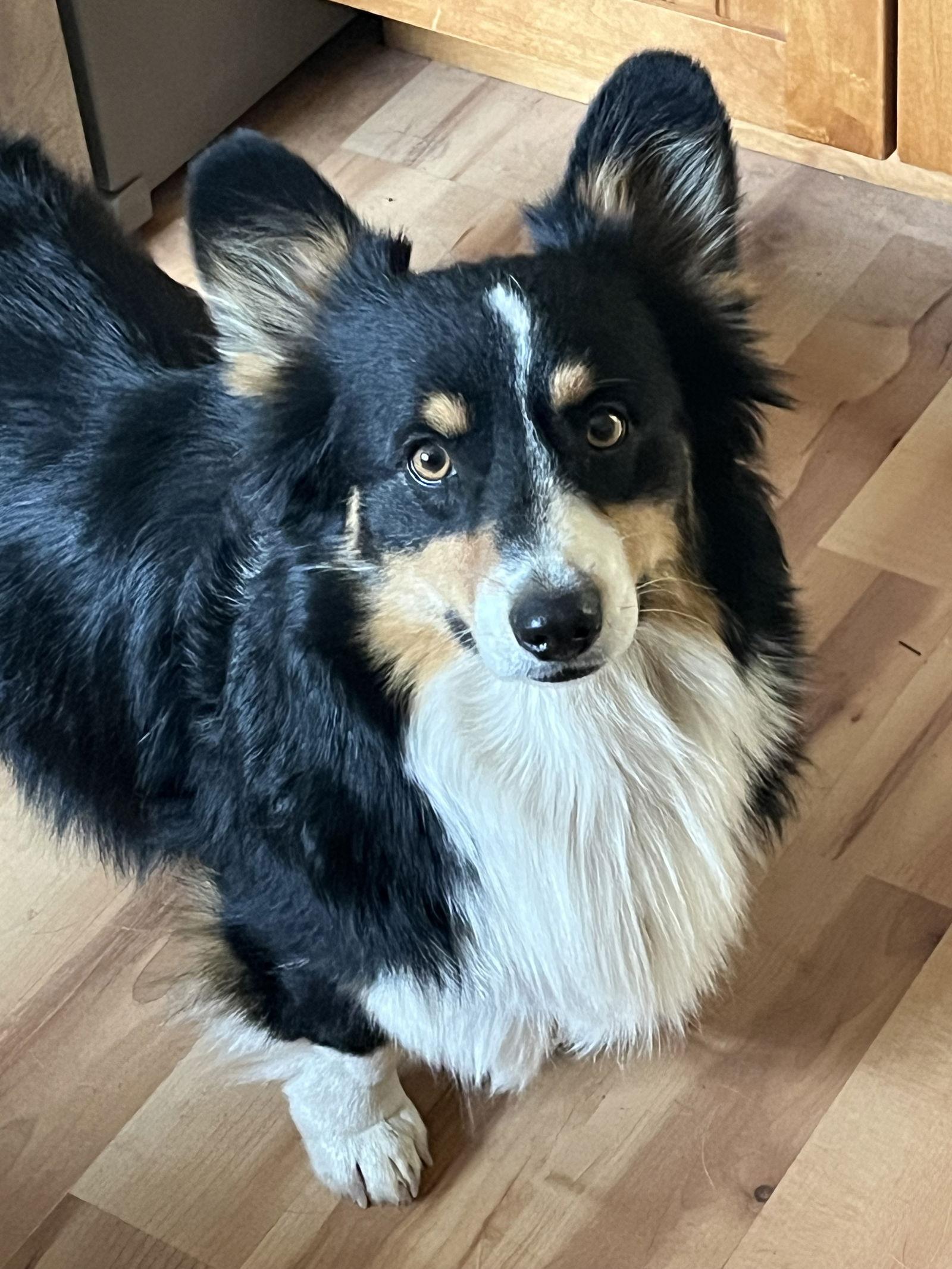 Enlarge Oreo, a Adoptable Corgi in Denver, CO image 3/3