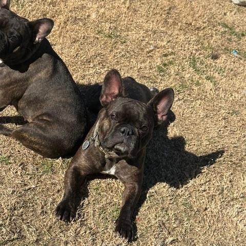 Oliver, Adoptable, Adult Male French Bulldog.