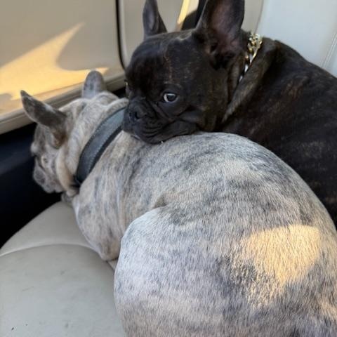 Oliver, a Adoptable French Bulldog in Portland, OR image 3/4