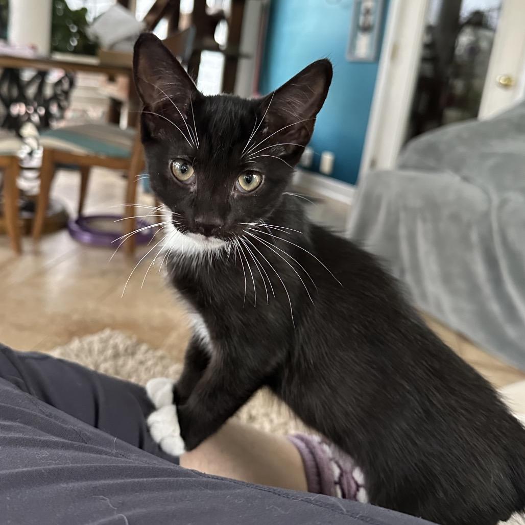 Tres, Adoptable, Young Male Domestic Short Hair.