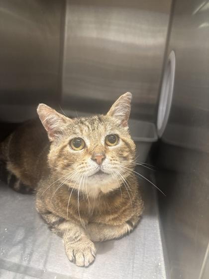 Dale, Adoptable, Adult Male Domestic Short Hair & Domestic Short Hair.