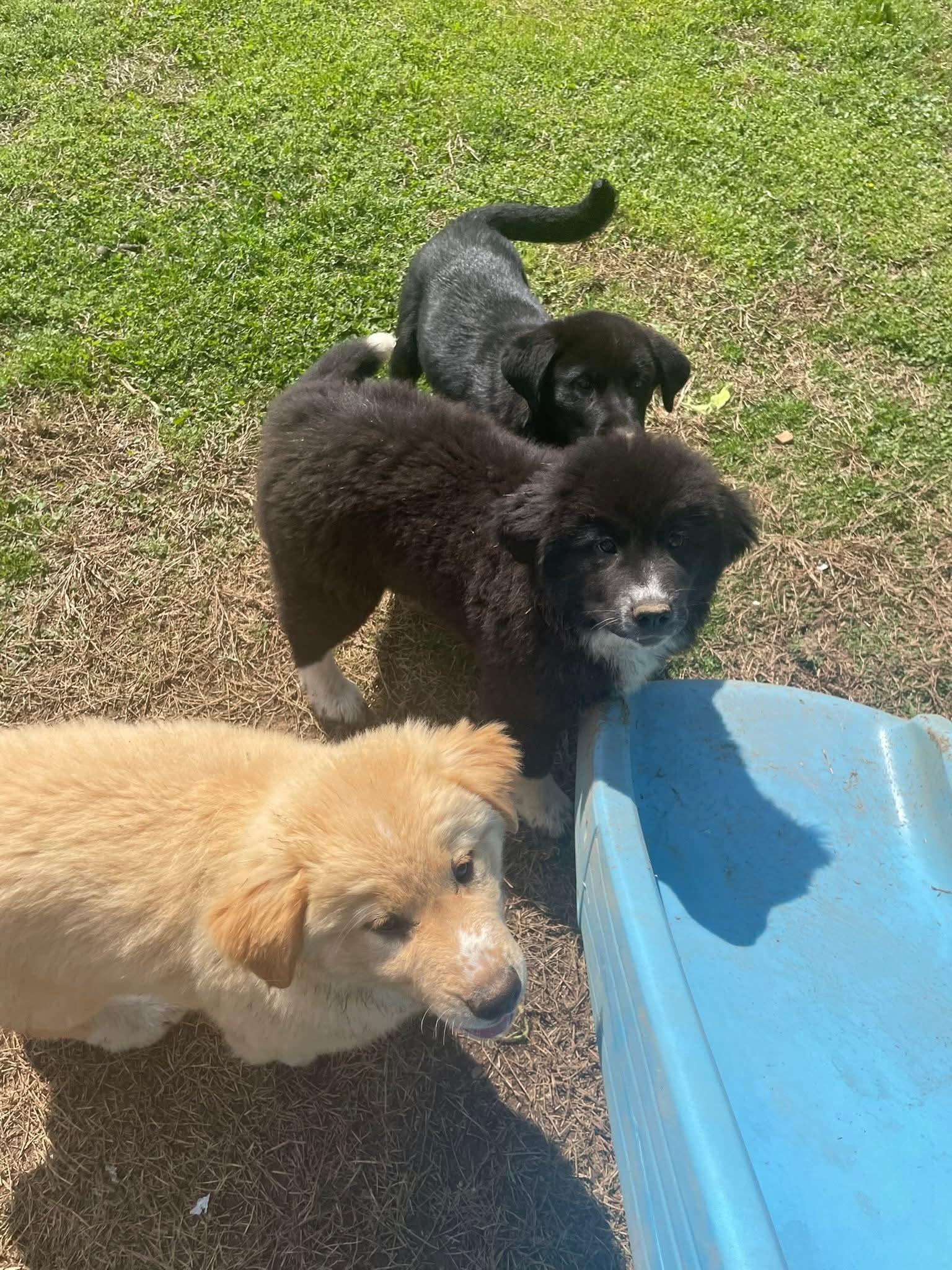 Enlarge Sir Gallant, an adopted mixed breed in Gardner, MA image 2/4