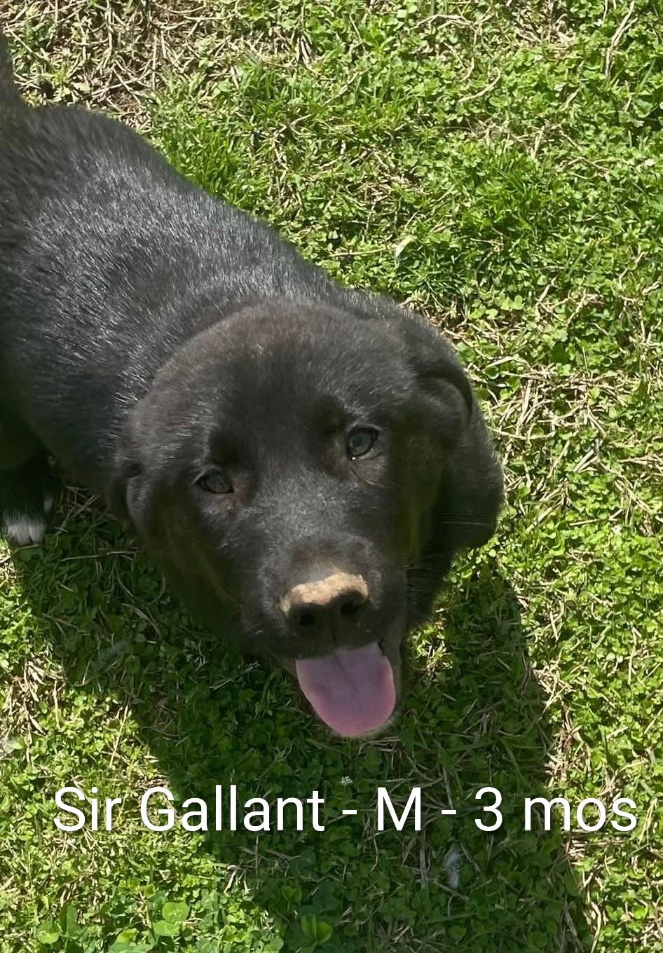 Sir Gallant, adopted, Puppy Male Great Pyrenees & Newfoundland Dog.
