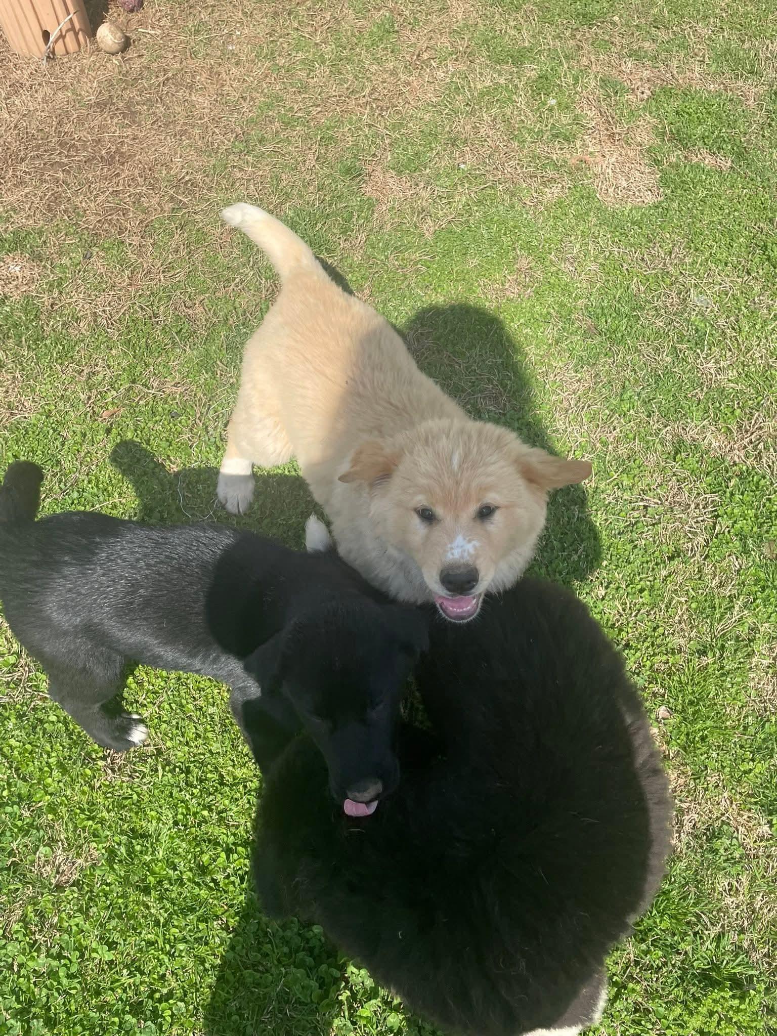 Enlarge Sir Gallant, an adopted mixed breed in Gardner, MA image 3/4