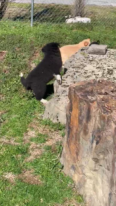 Enlarge Sir Gallant, an adopted mixed breed in Gardner, MA video 4/4