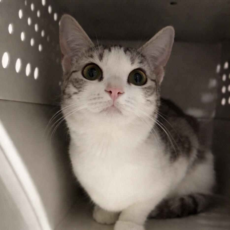 Enlarge lil Miss, a ADOPTABLE Domestic Short Hair in Pocatello, ID image 1/2