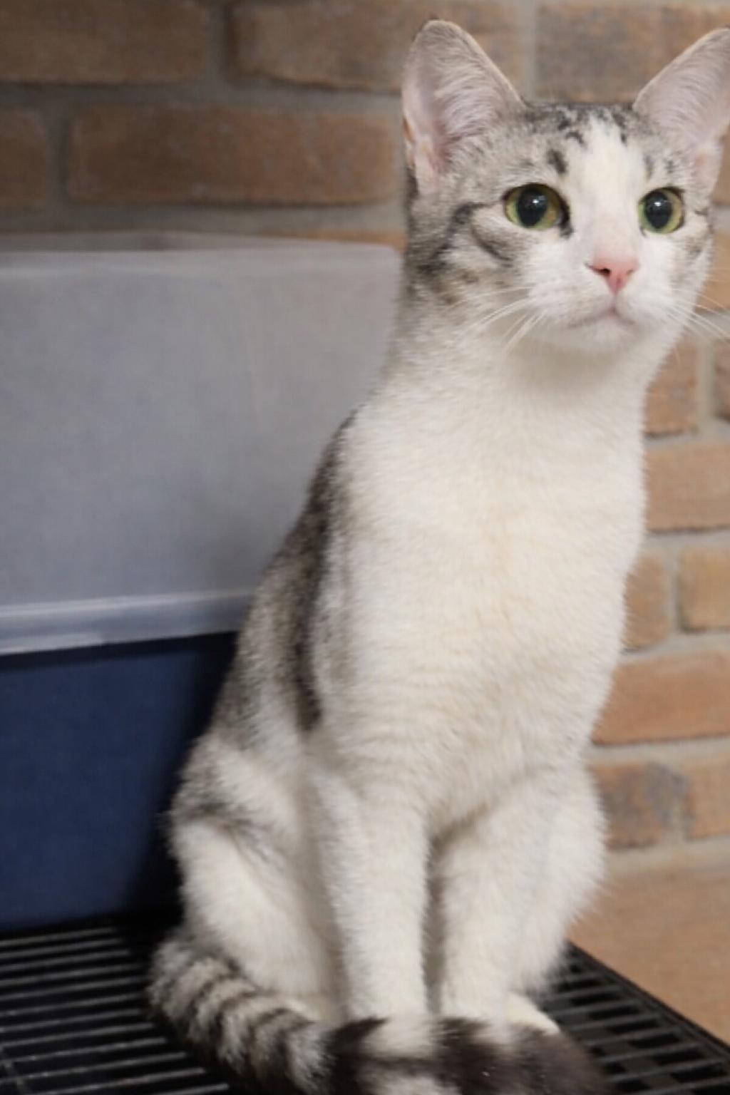 Enlarge lil Miss, a ADOPTABLE Domestic Short Hair in Pocatello, ID image 2/2