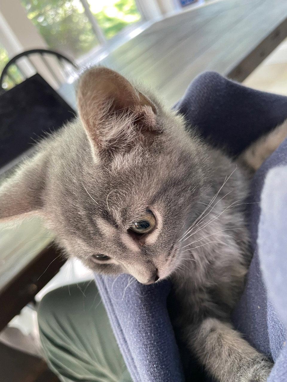 Thistle, Adopted, Kitten Male Domestic Short Hair.
