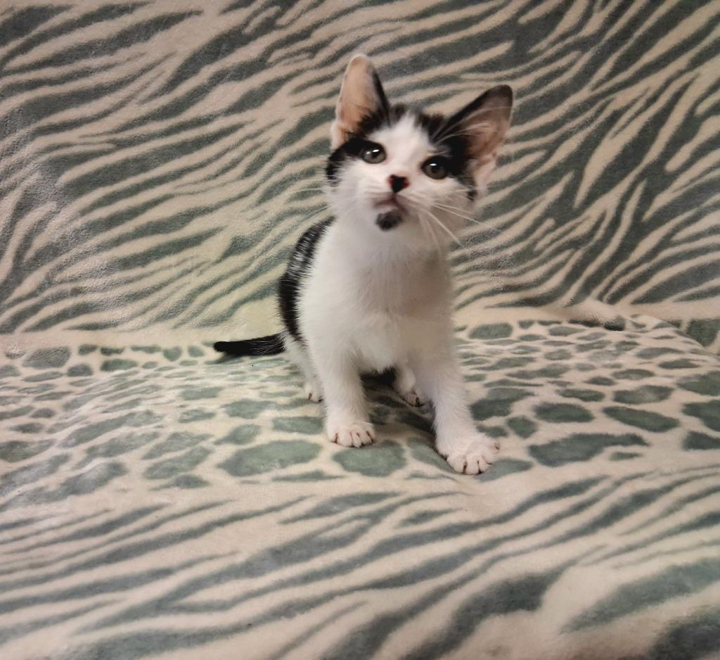 Enlarge BUMBLEBEE, a Adopted mixed breed in Wintersville, OH image 2/2