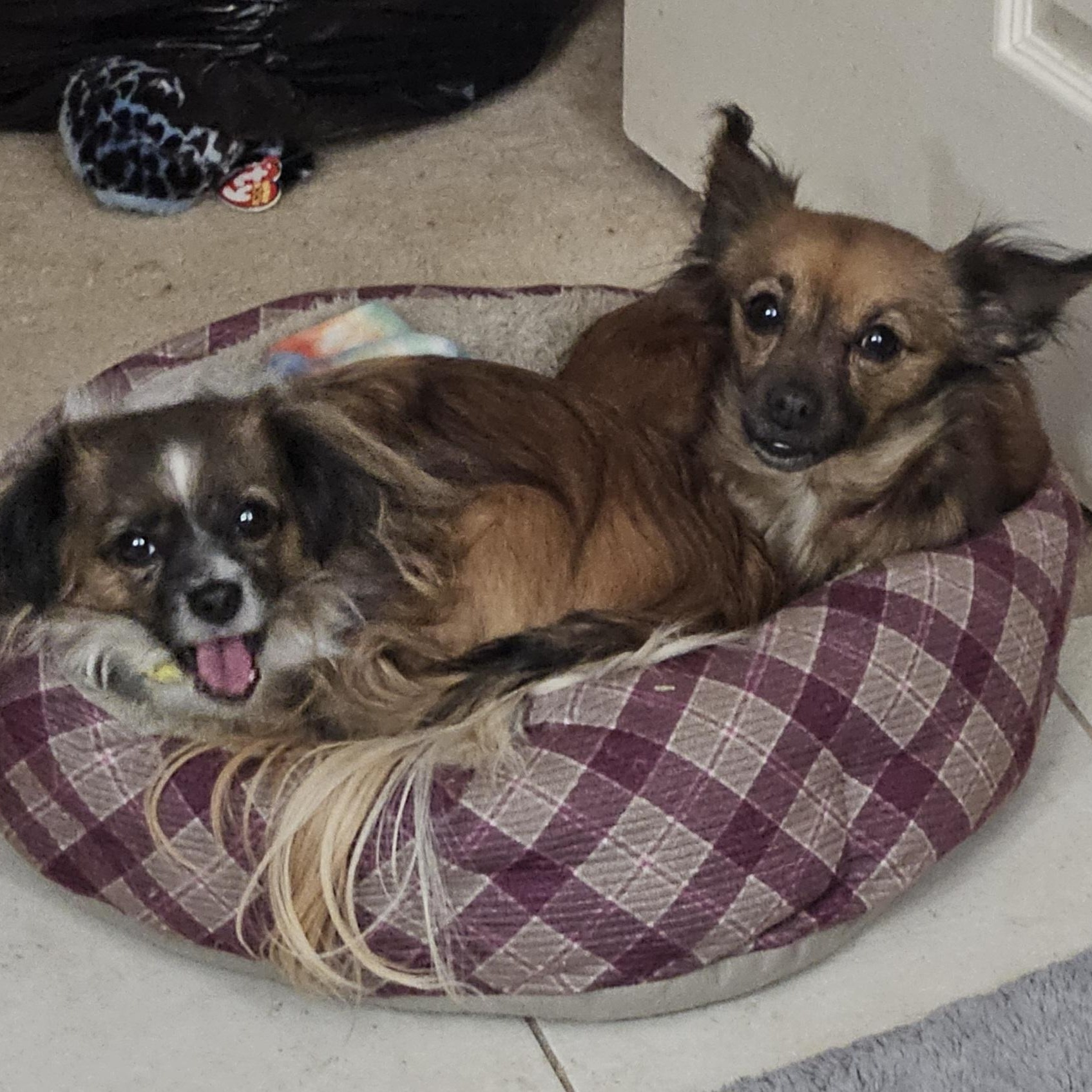 Gemma, Adopted, Adult Female Chihuahua.