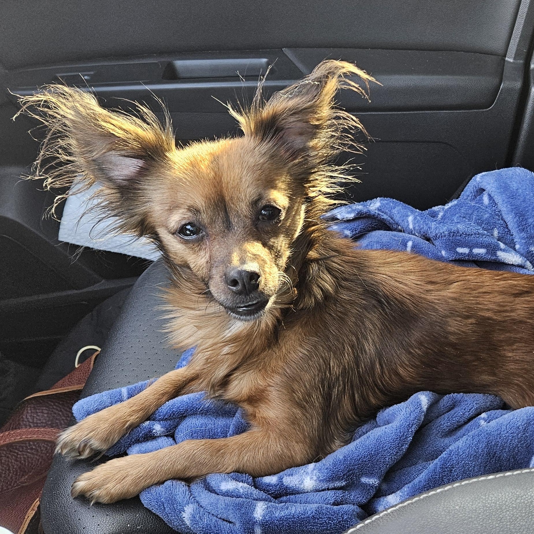 Gemma, a Adopted Chihuahua in Plano, TX image 2/5