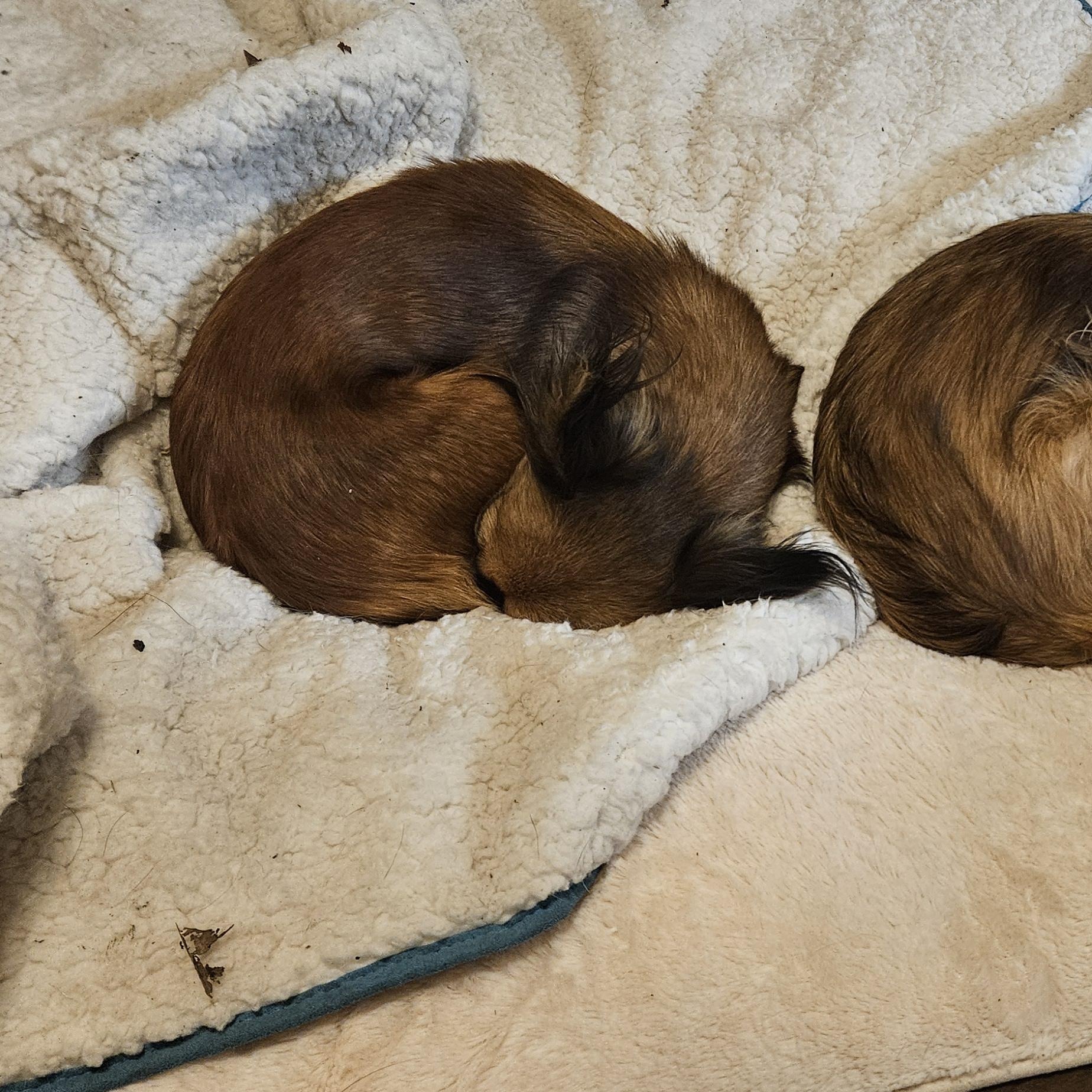 Gemma, a Adopted Chihuahua in Plano, TX image 3/5