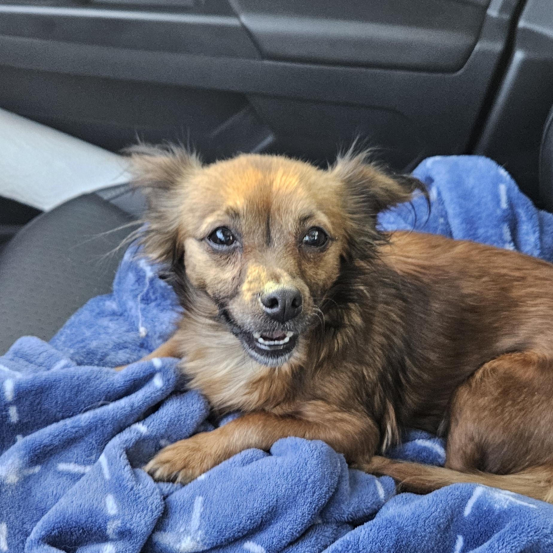 Gemma, a Adopted Chihuahua in Plano, TX image 4/5
