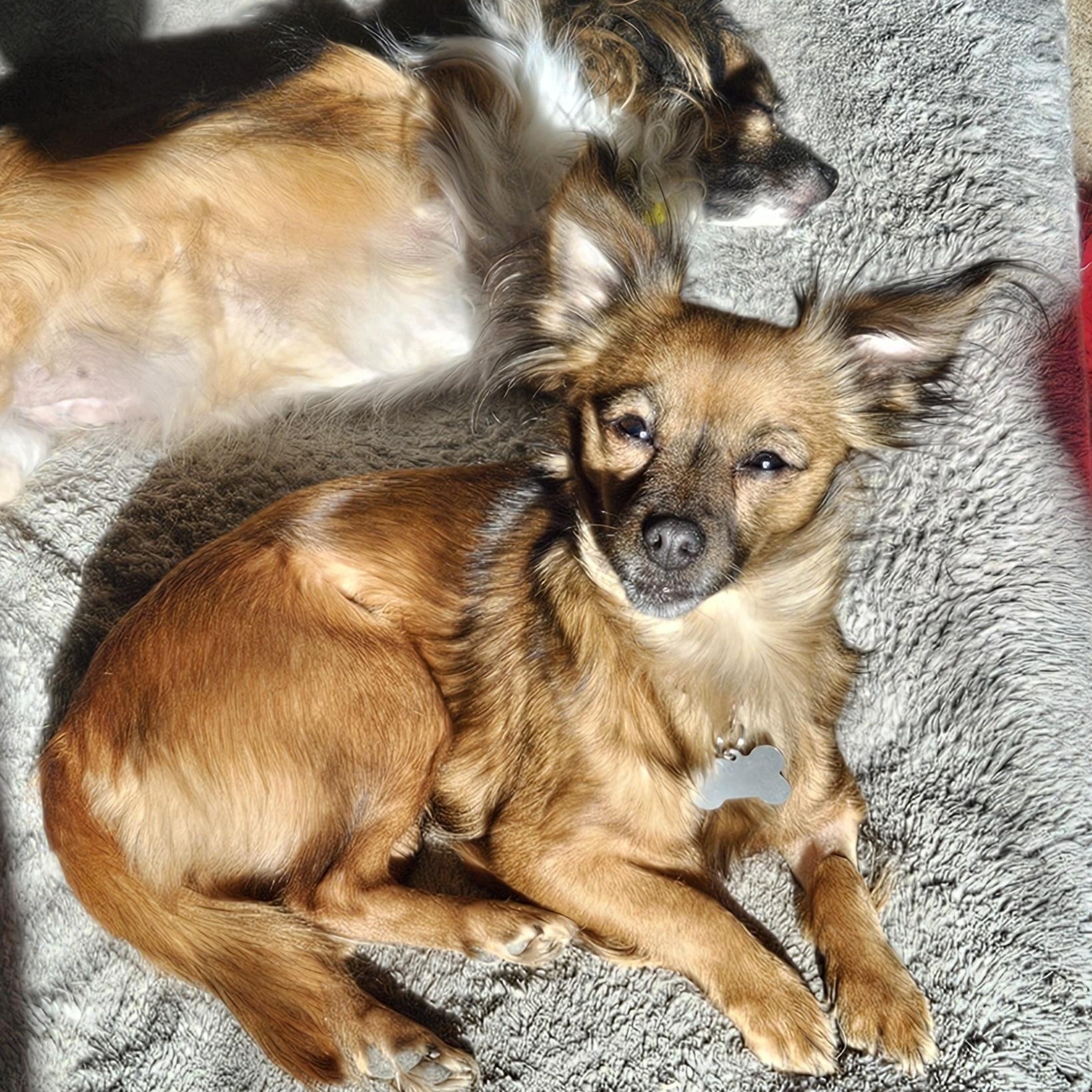 Gemma, a Adopted Chihuahua in Plano, TX image 5/5