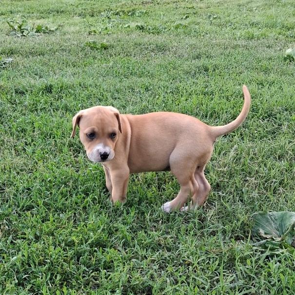 Ellie, a Adoptable mixed breed in Branson, MO image 3/3