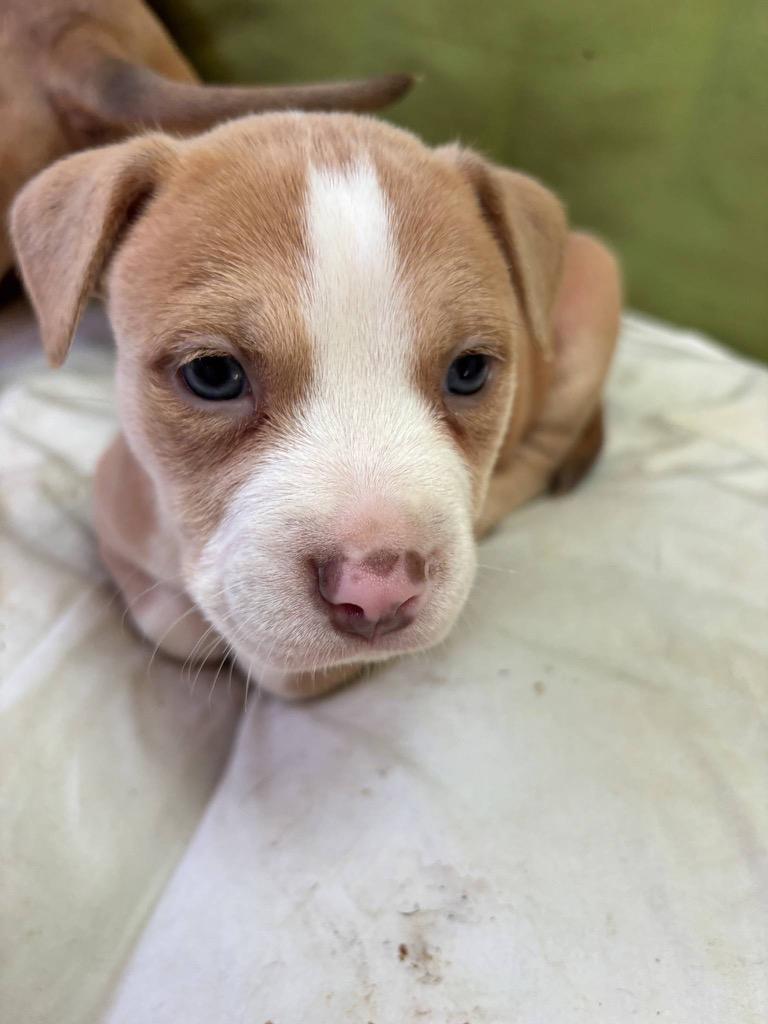 Sporty Spice is a 6 week old female Pit Bull mix who is ready for her forever person