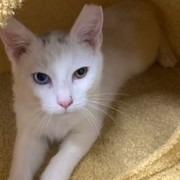 Mochi, Adoptable, Kitten Male Domestic Short Hair.