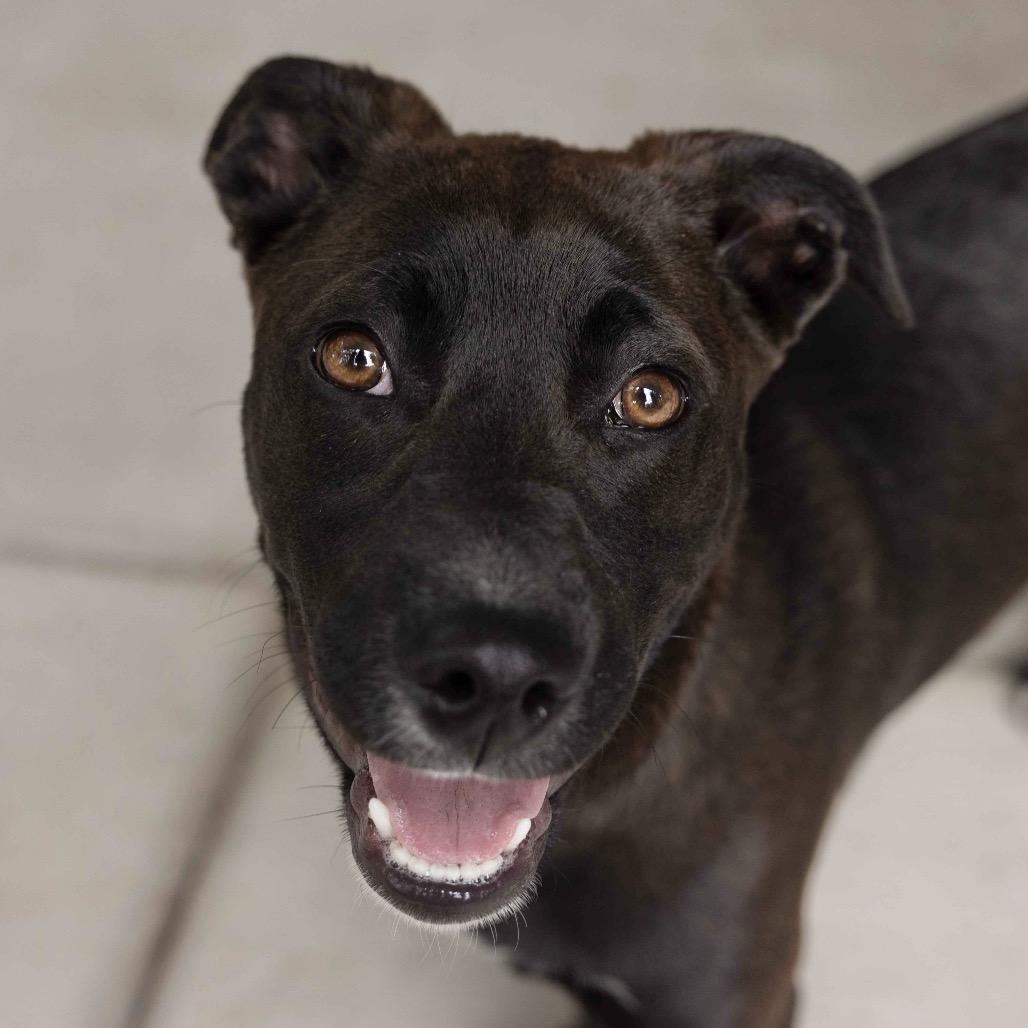 Tari (puppy) - ECAS, Adoptable, Young Female Mixed Breed & Mixed Breed.