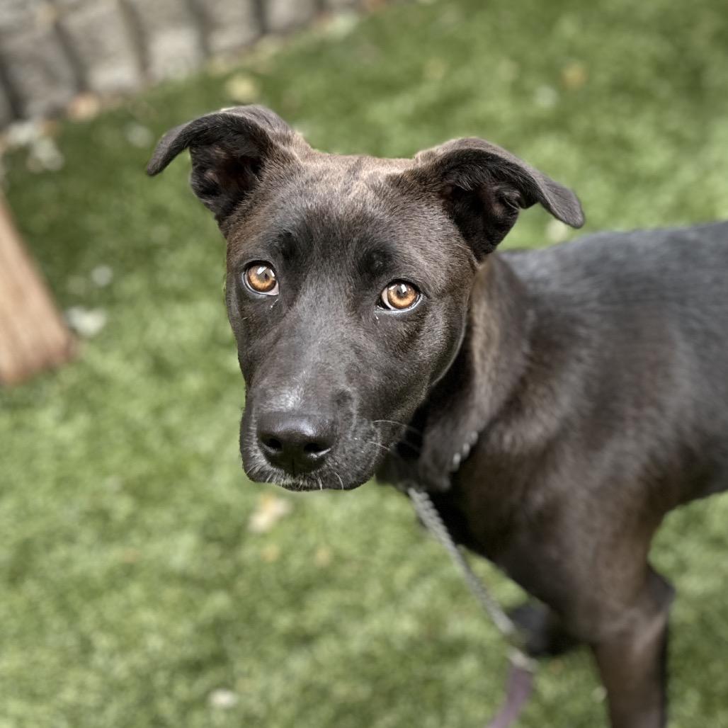 Tari (puppy) - ECAS, Adoptable, Young Female Mixed Breed & Mixed Breed.
