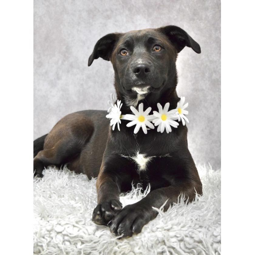Tari (puppy) - ECAS, a Adoptable mixed breed in Pleasanton, CA image 2/6