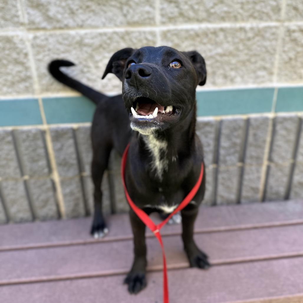 Tari (puppy) - ECAS, a Adoptable mixed breed in Pleasanton, CA image 4/6
