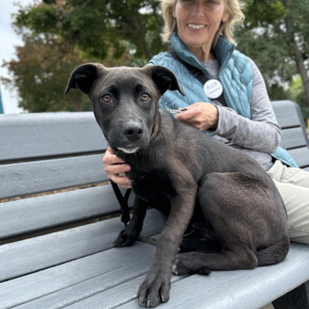 Tari (puppy) - ECAS, a Adoptable mixed breed in Pleasanton, CA image 5/6