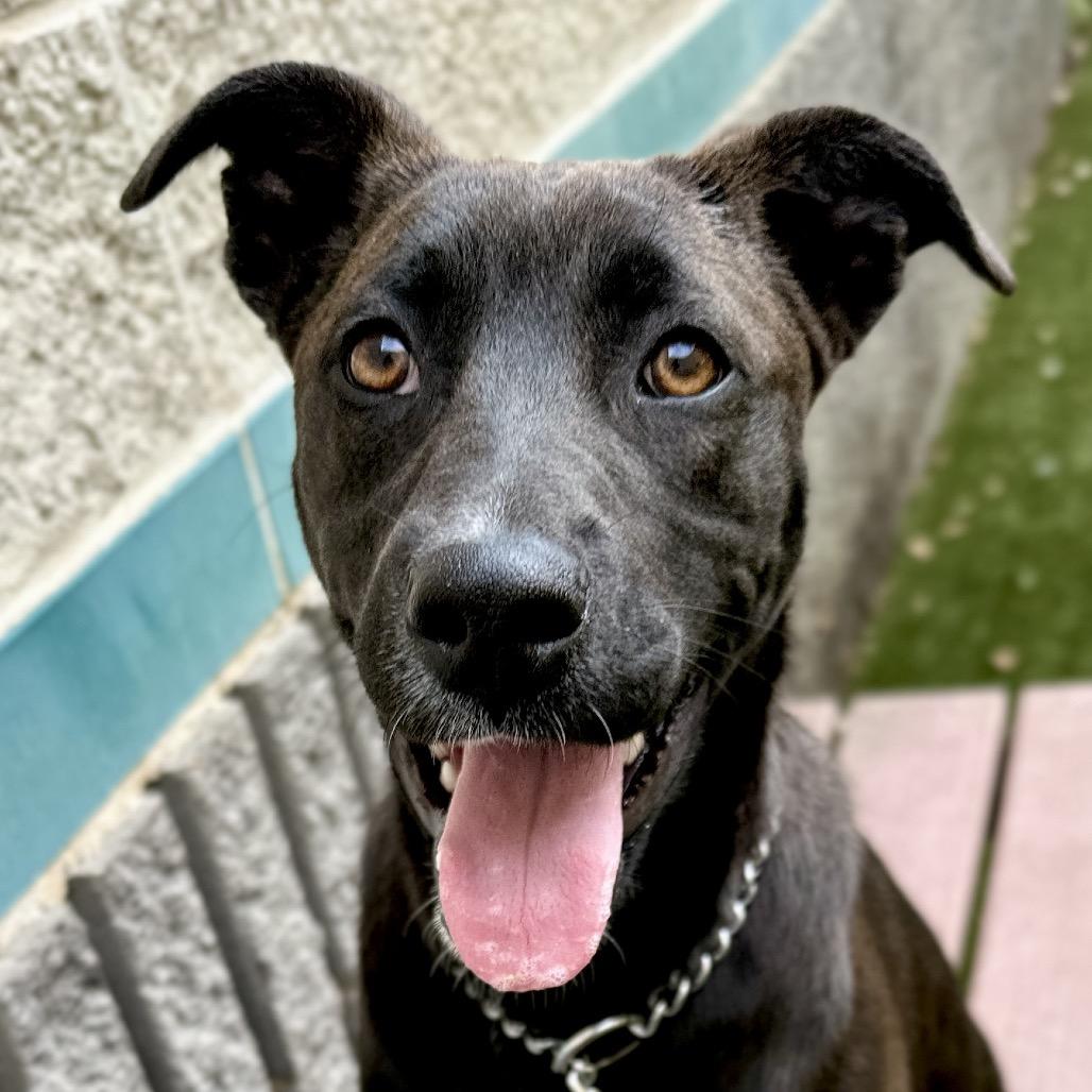 Tari (puppy) - ECAS, a Adoptable mixed breed in Pleasanton, CA image 6/6